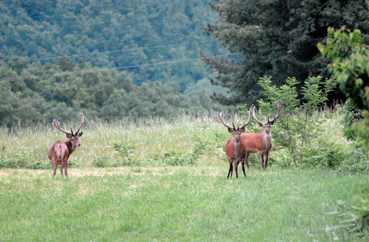 PASSIONE PER IL CERVO